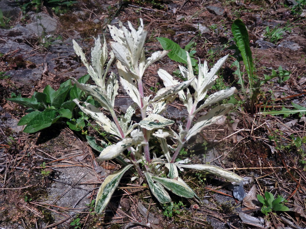 Jestřábník savojský (Hieracium sabaudum L.) s panašovanými listy (1a)