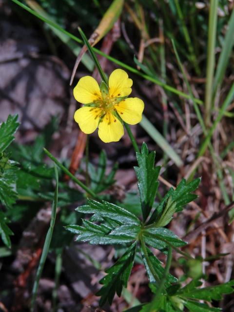 Mochna nátržník (Potentilla erecta (L.) Rauschel) s pětičetným květem (4a)