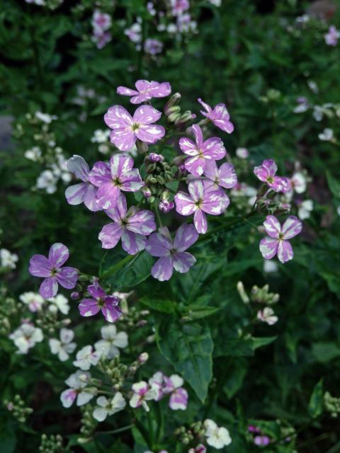 Večernice vonná (Hesperis matronalis L.) se skvrnitými květy