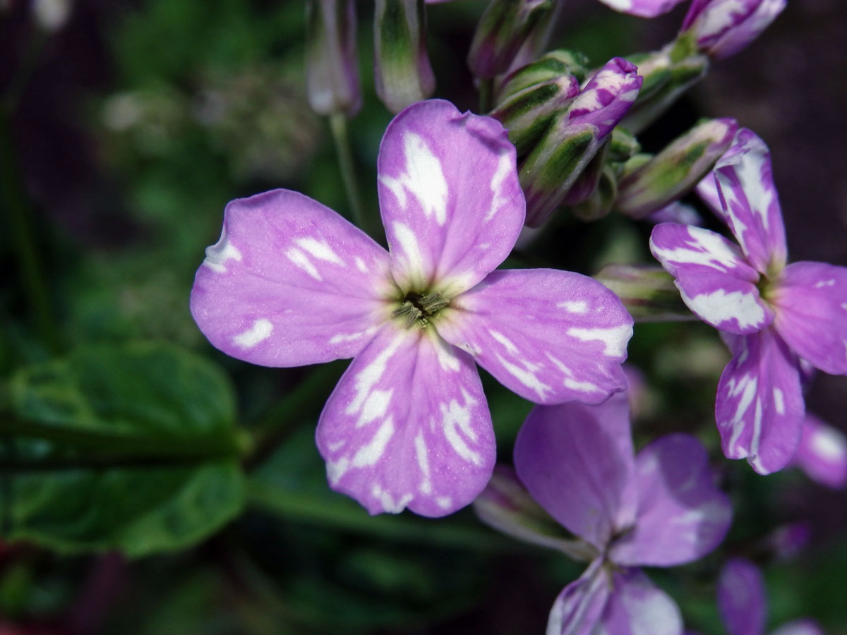 Večernice vonná (Hesperis matronalis L.) se skvrnitými květy