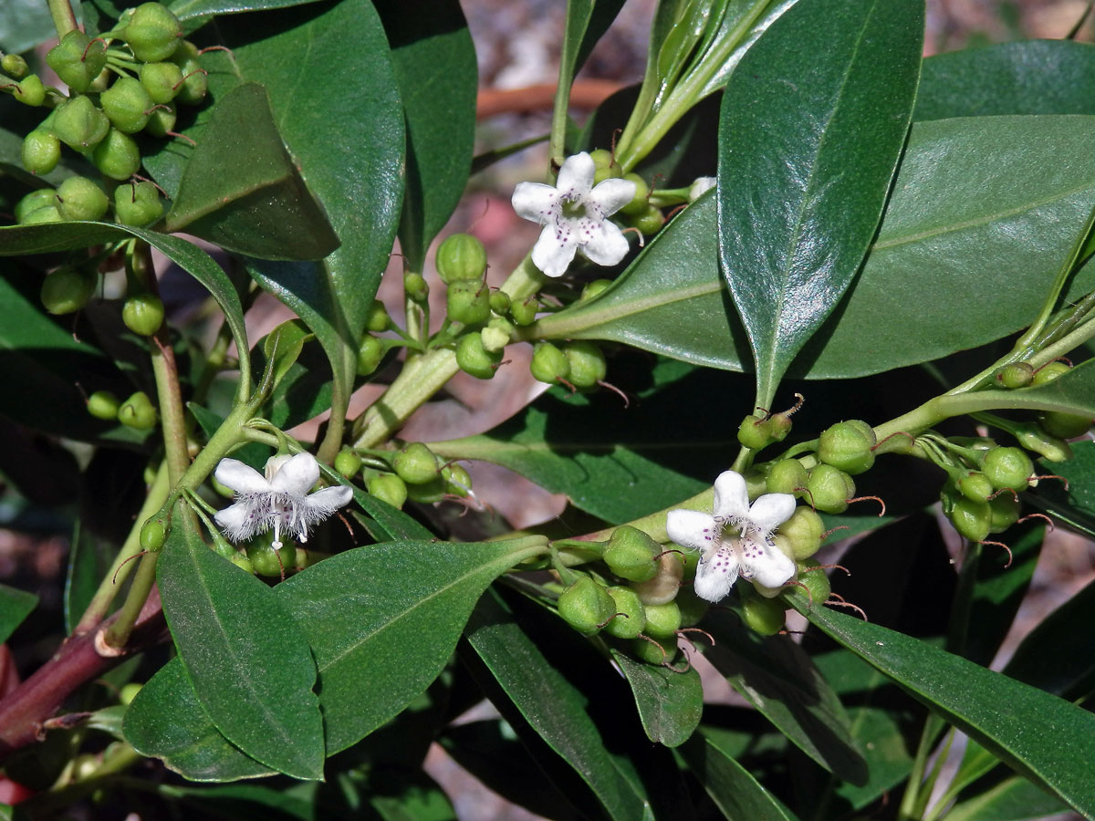 Myoporum laetum G. Forst