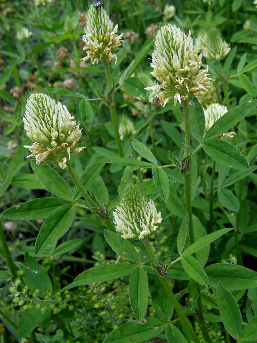 Jetel panonský (Trifolium pannonicum L.)