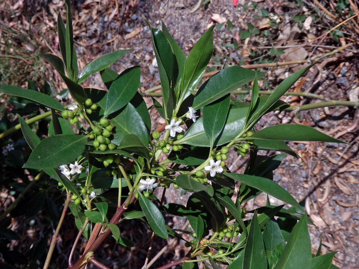 Myoporum laetum G. Forst