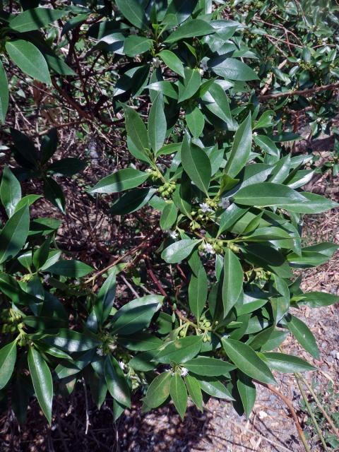 Myoporum laetum G. Forst