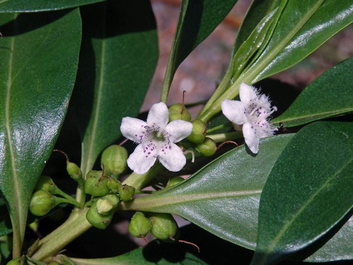 Myoporum laetum G. Forst