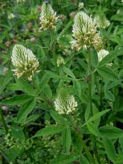 Jetel panonský (Trifolium pannonicum L.)