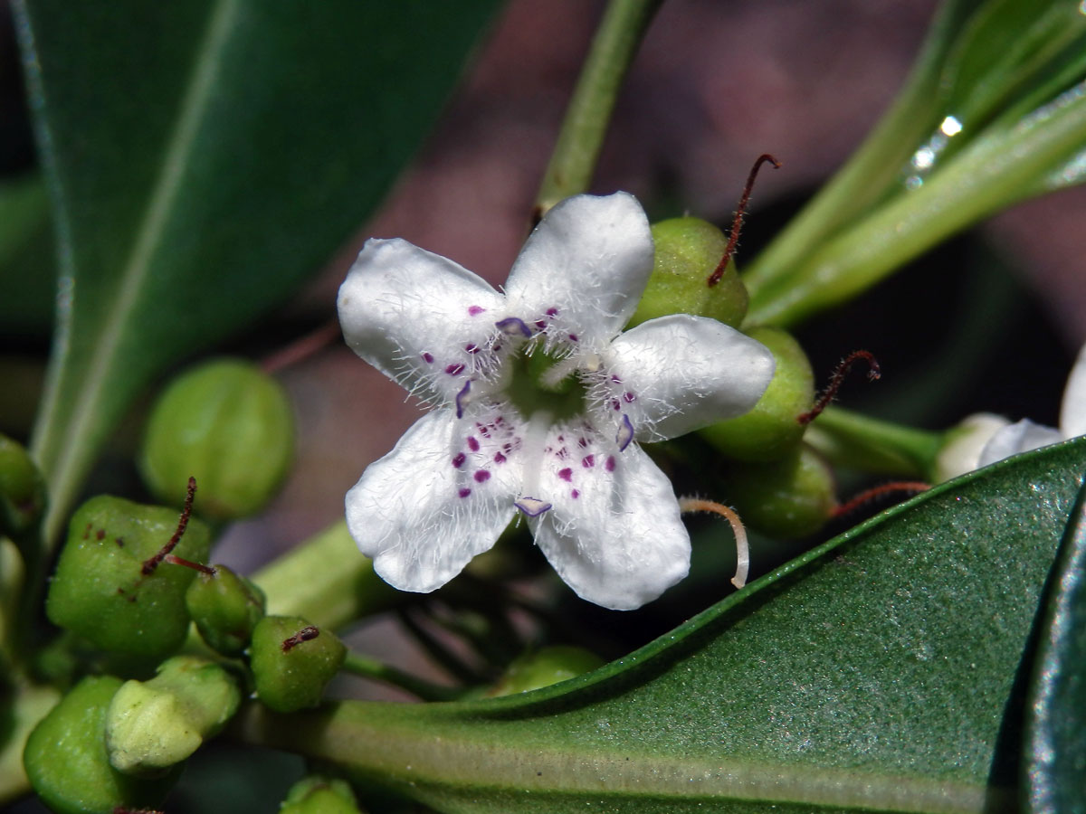 Myoporum laetum G. Forst