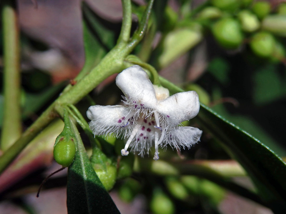 Myoporum laetum G. Forst