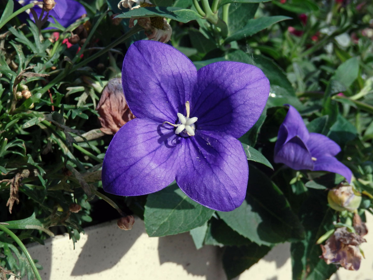 Boubelka velkokvětá (Platycodon grandiflorum (Jacw.) A. DC.), čtyřčetný květ (1)