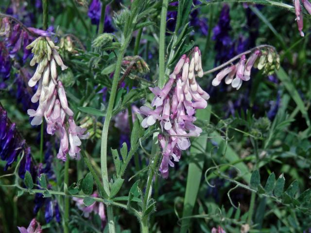 Vikev huňatá (Vicia villosa Roth) s růžovými květy (2a)