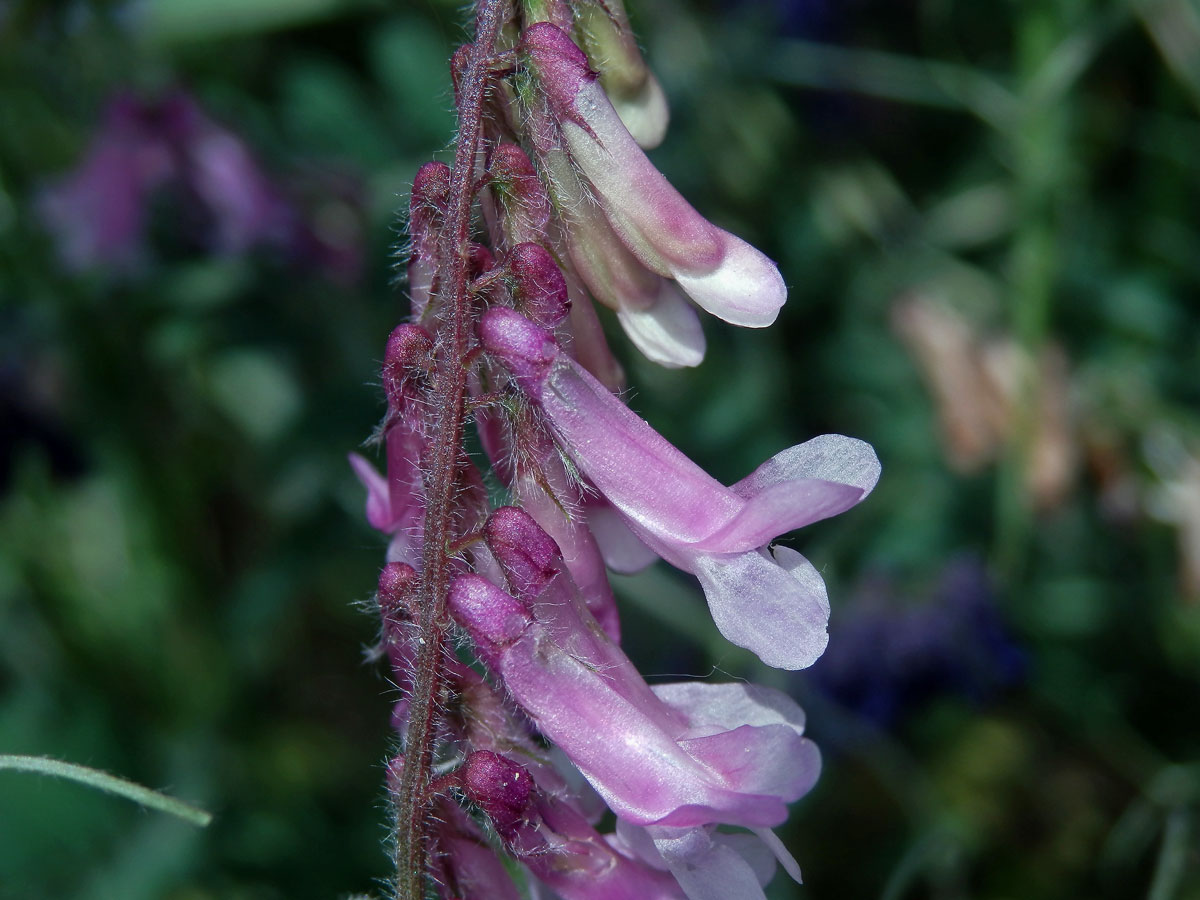 Vikev huňatá (Vicia villosa Roth) s růžovými květy (2c)