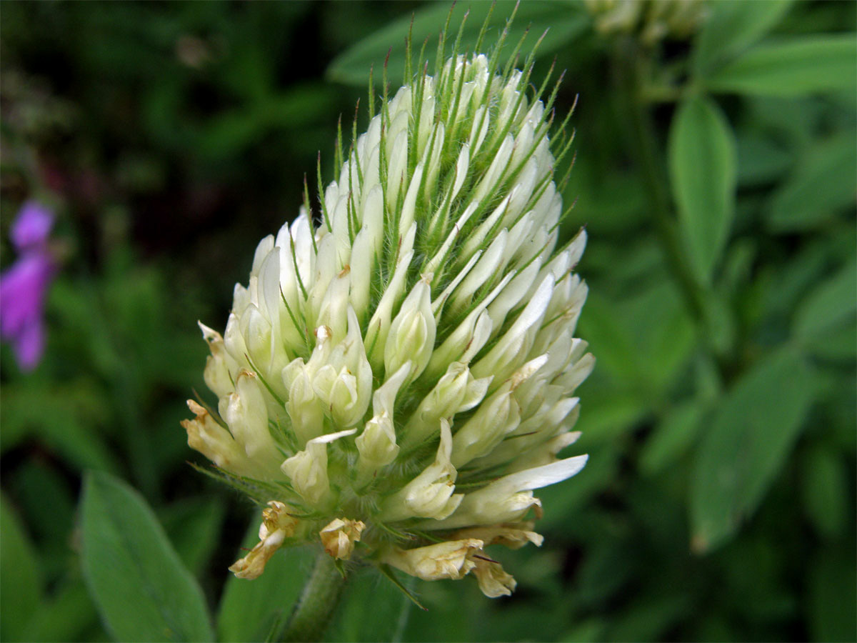 Jetel panonský (Trifolium pannonicum L.)