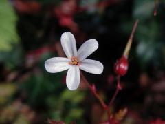 Kakost smrdutý (Geranium robertianum L.) s téměř bílými květy