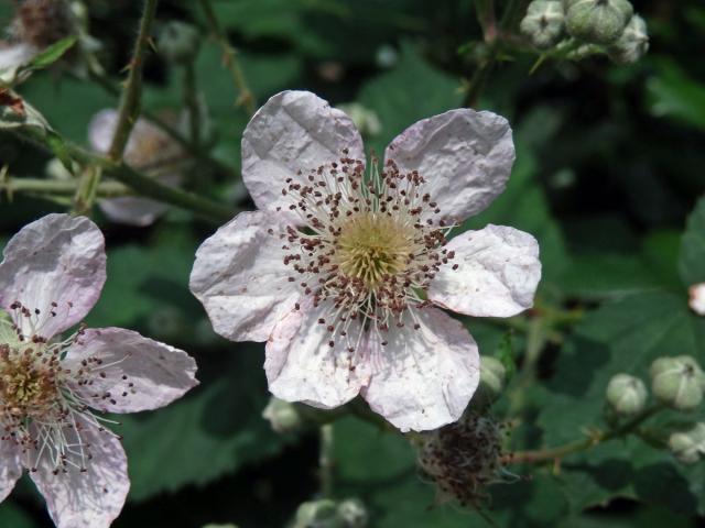 Ostružiník (Rubus  L.) s šestičetným květem (4)