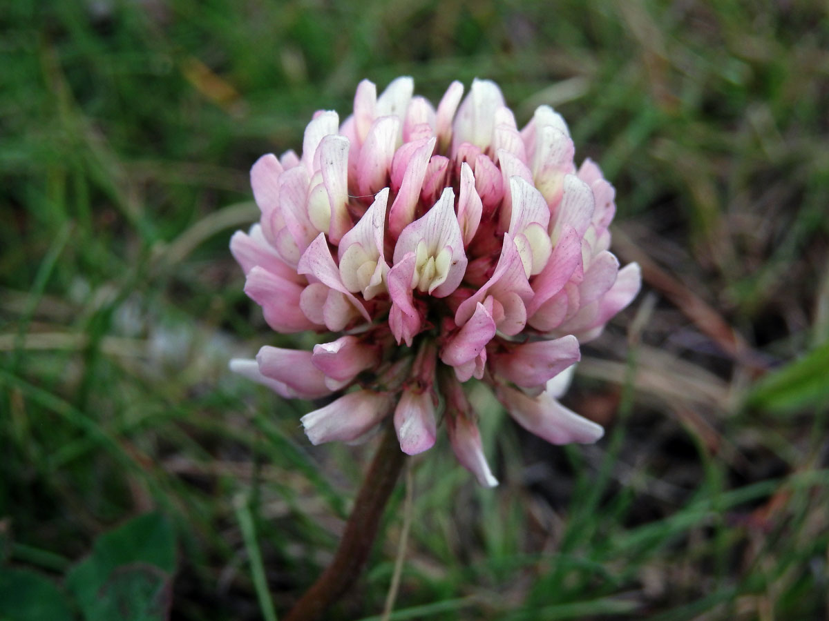 Jetel plazivý (Trifolium repens L.) s růžovými květy (1c)