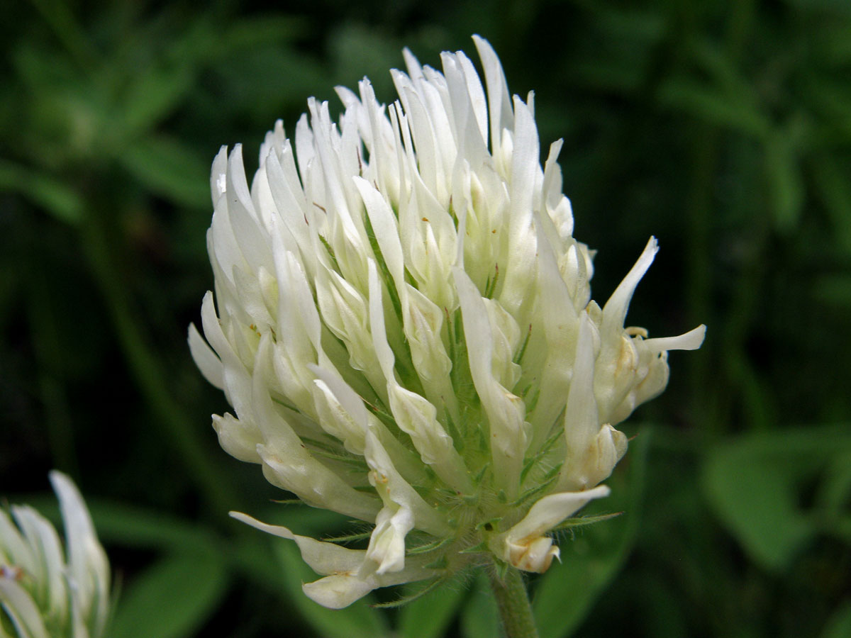 Jetel panonský (Trifolium pannonicum L.)