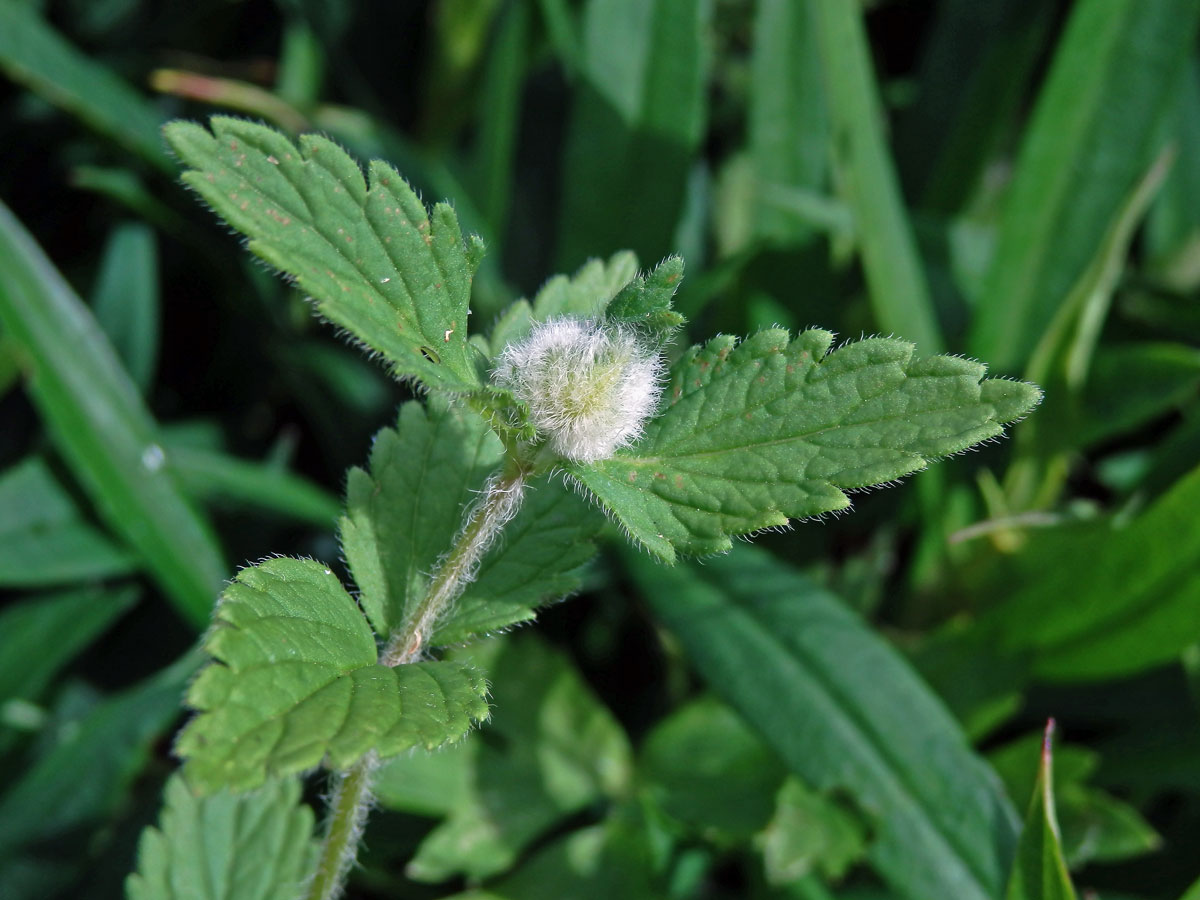 Hálka na rozrazilu rezekvítku (Veronica chamaedrys L.) způsobená bejlomorkou Jaapiella veronicae