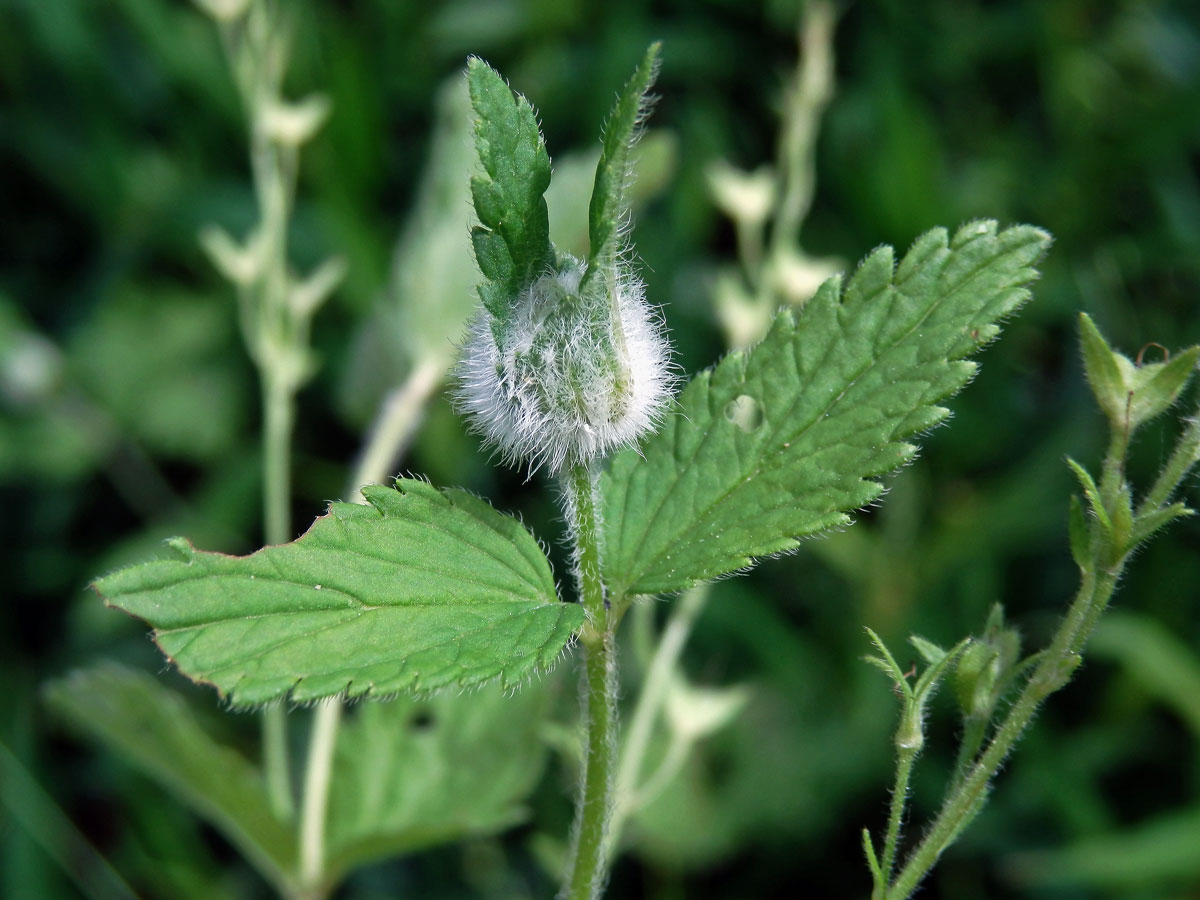 Hálka na rozrazilu rezekvítku (Veronica chamaedrys L.) způsobená bejlomorkou Jaapiella veronicae