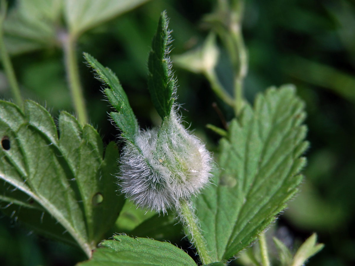 Hálka na rozrazilu rezekvítku (Veronica chamaedrys L.) způsobená bejlomorkou Jaapiella veronicae