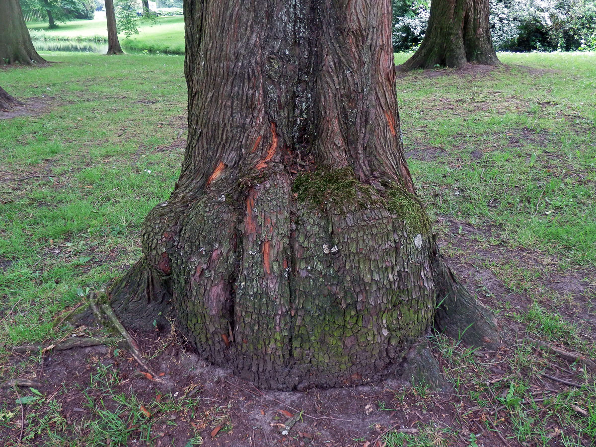 Metasekvoje čínská (Metasequoia glyptostroboides Hu et Cheng) s nádorem na kmeni