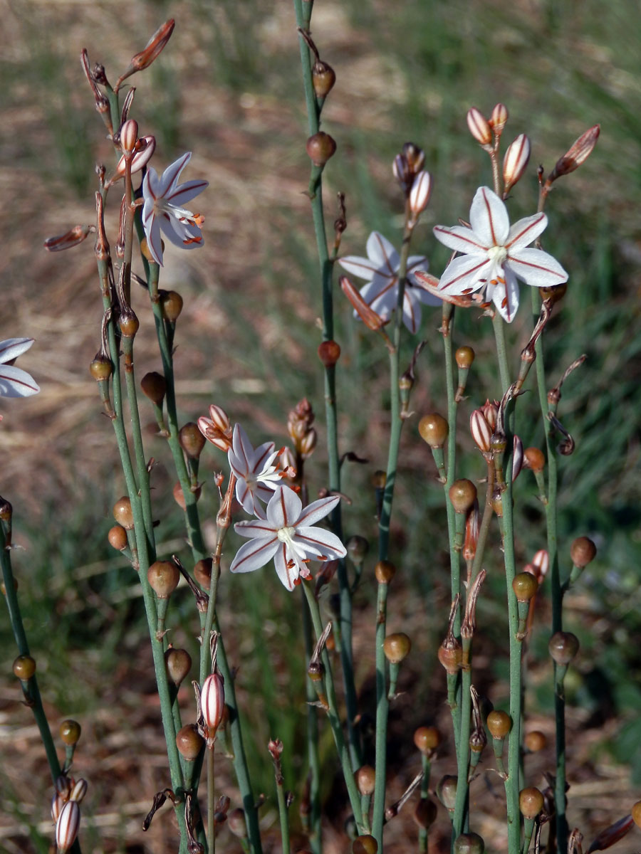 Asfodel dutolistý (Asphodelus fistulosus L.)