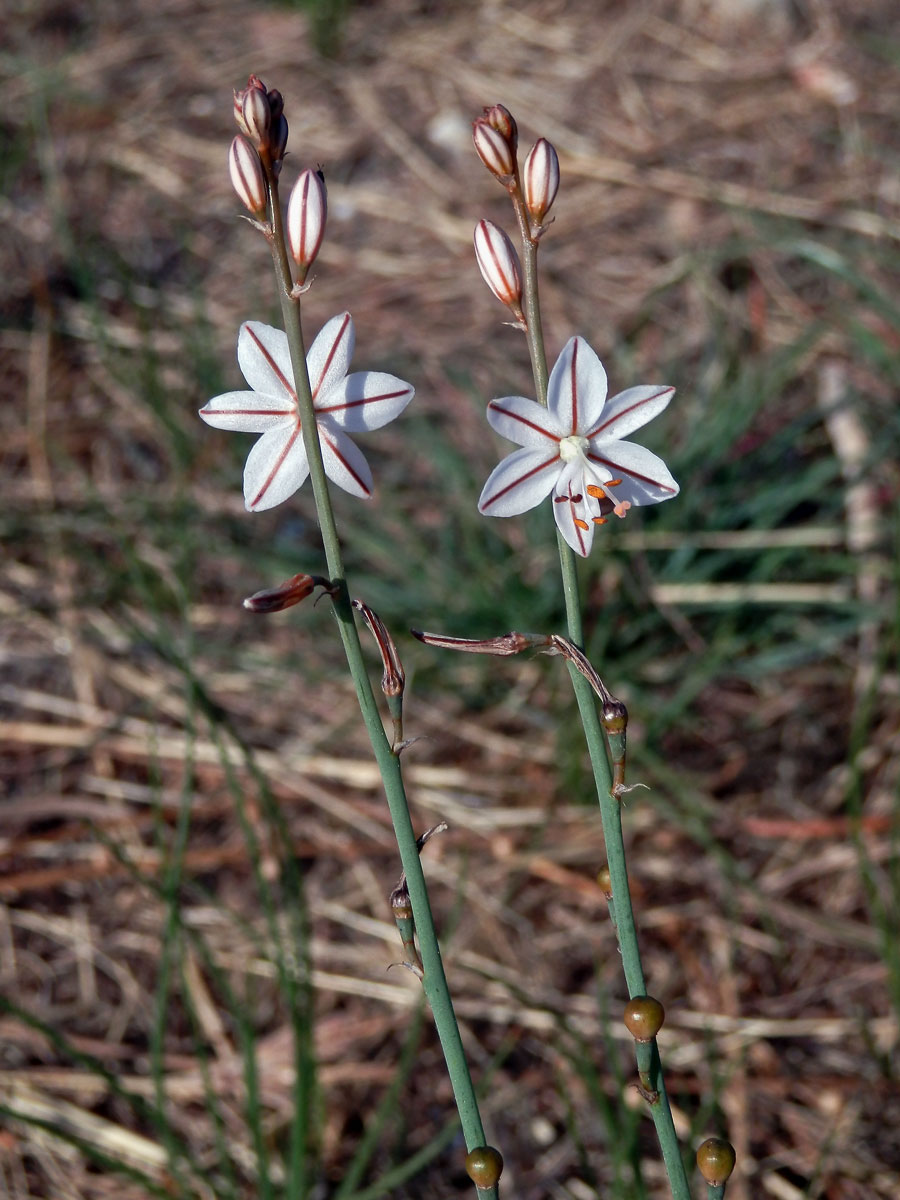 Asfodel dutolistý (Asphodelus fistulosus L.)