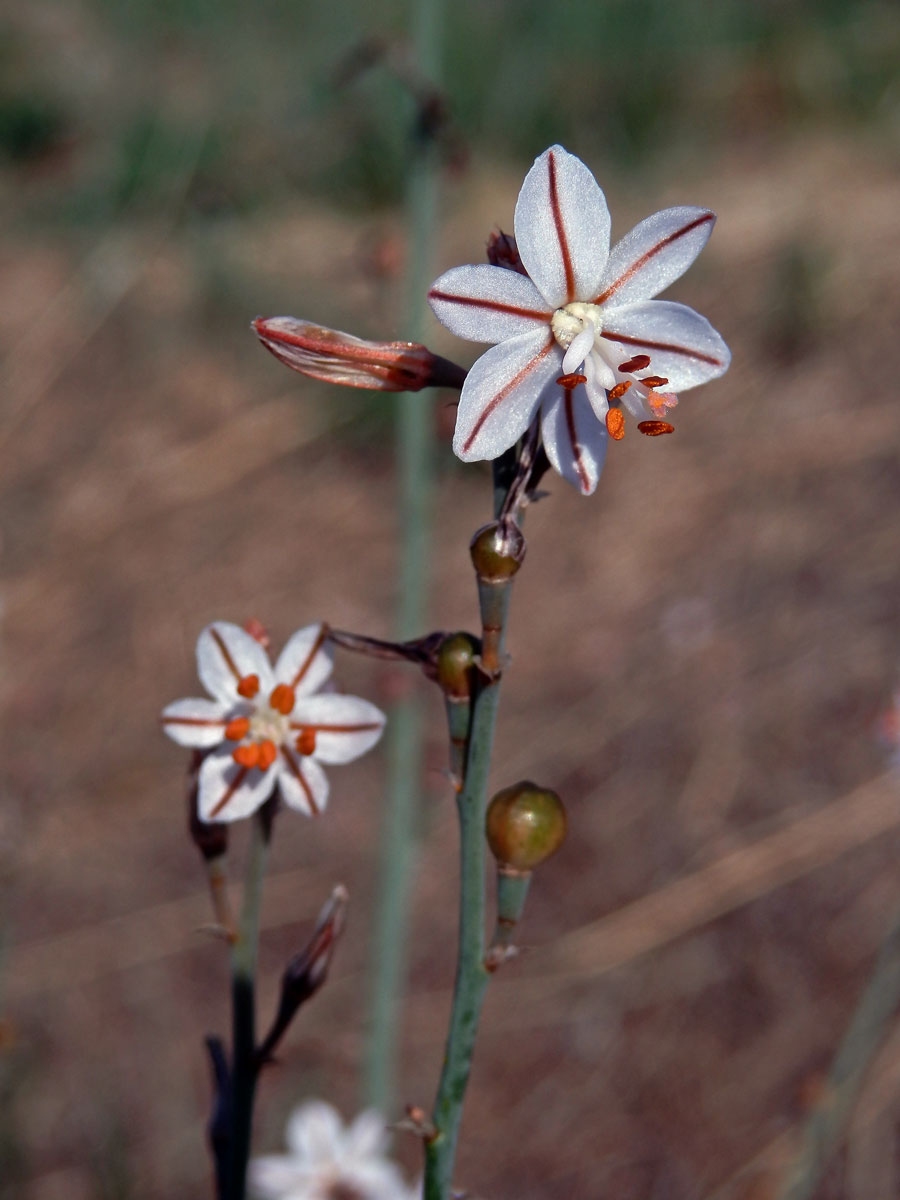 Asfodel dutolistý (Asphodelus fistulosus L.)