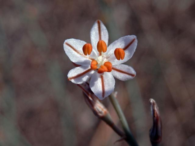 Asfodel dutolistý (Asphodelus fistulosus L.)