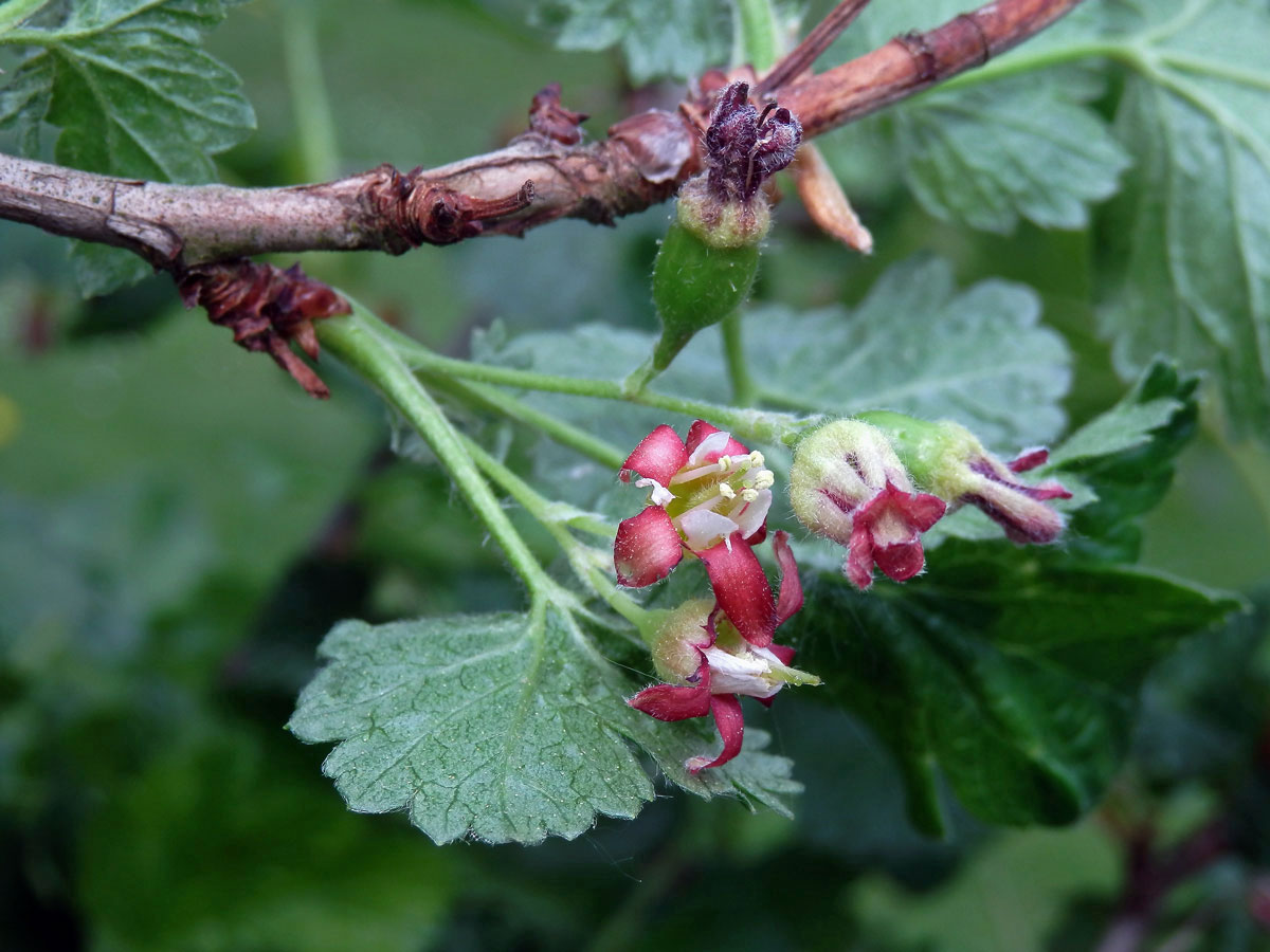 Meruzalka (Ribes divaricatum Dougl. x Ribes nigrum L.), "Josta"