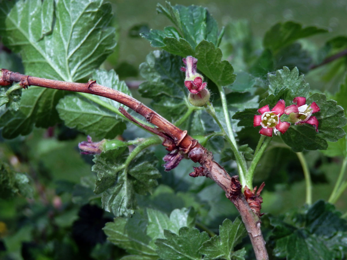 Meruzalka (Ribes divaricatum Dougl. x Ribes nigrum L.), "Josta"