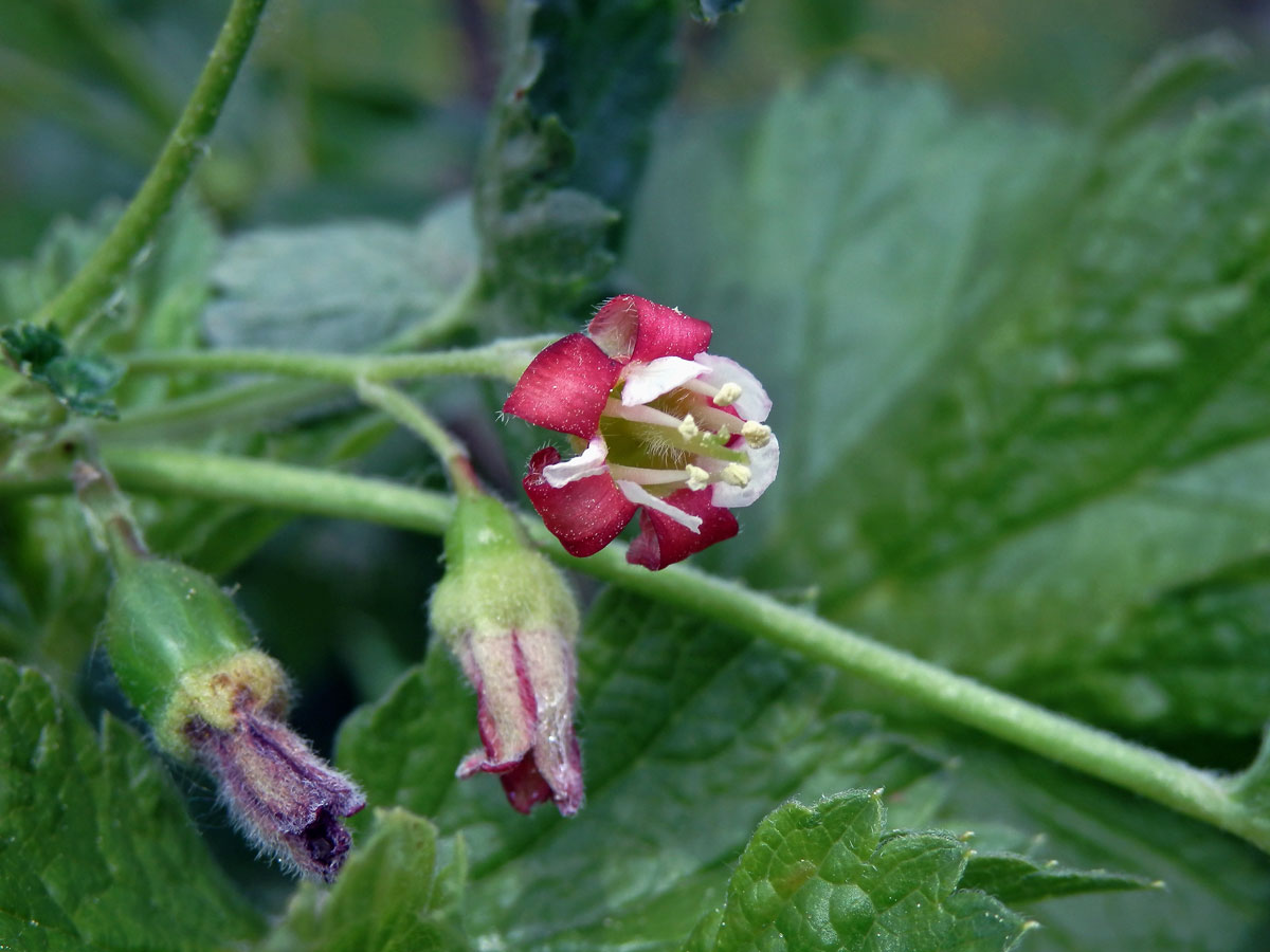 Meruzalka (Ribes divaricatum Dougl. x Ribes nigrum L.), "Josta"