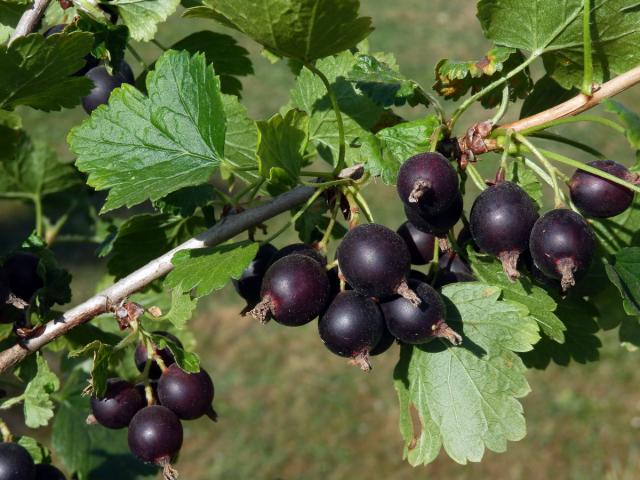 Meruzalka (Ribes divaricatum Dougl. x Ribes nigrum L.), "Josta"