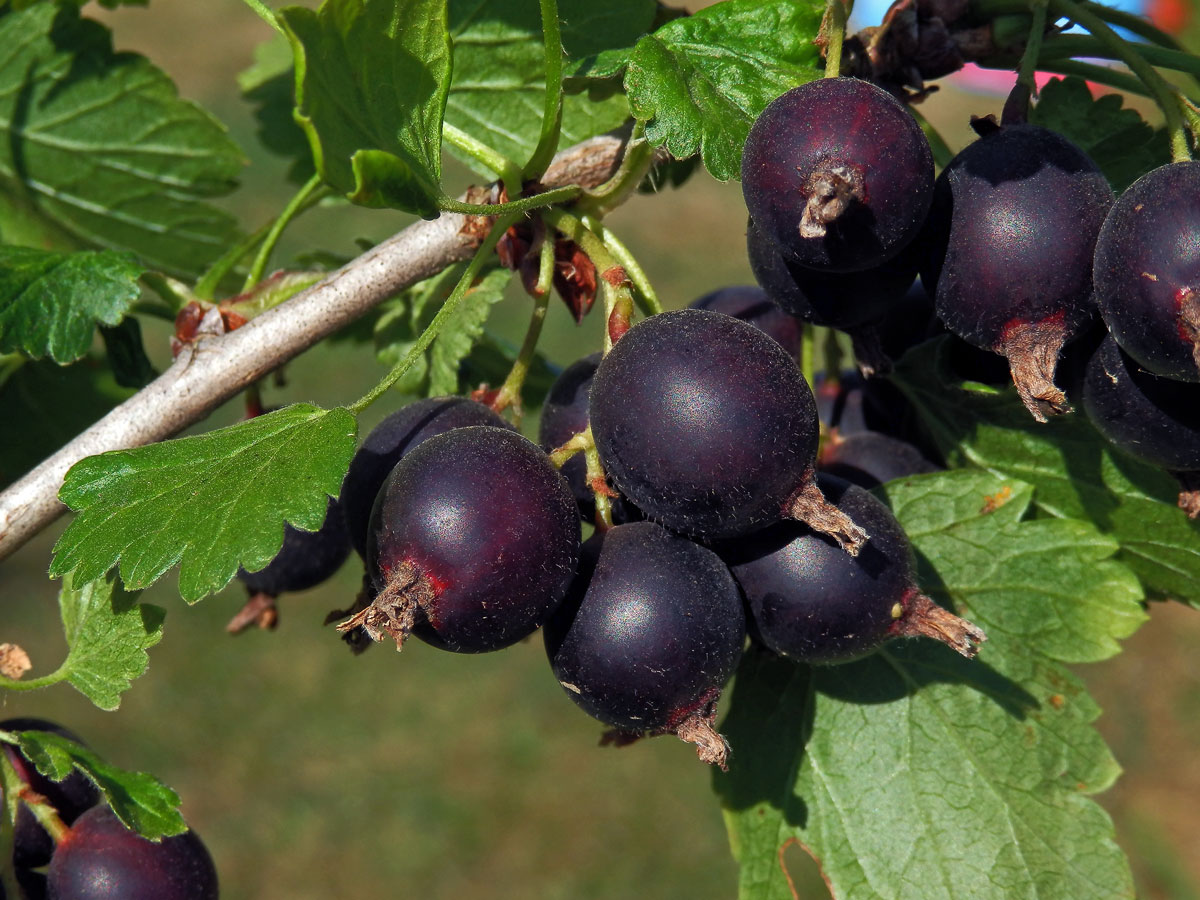 Meruzalka (Ribes divaricatum Dougl. x Ribes nigrum L.), "Josta"