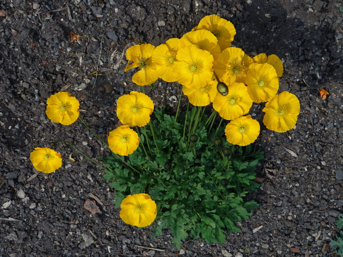 Mák (Papaver nudicaule L.)