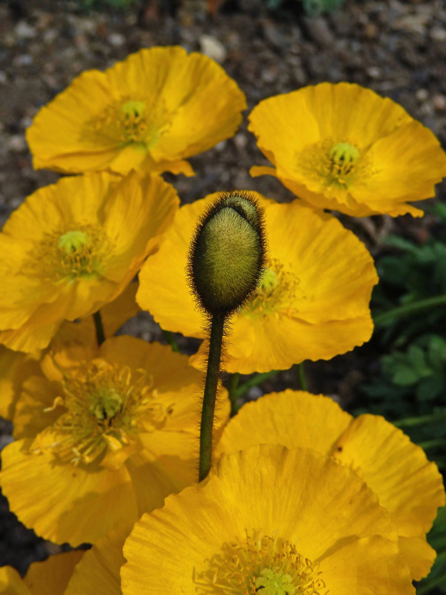 Mák (Papaver nudicaule L.)