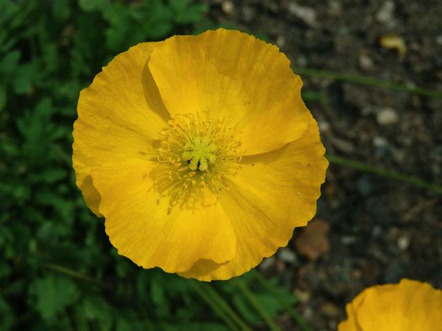 Mák (Papaver nudicaule L.)