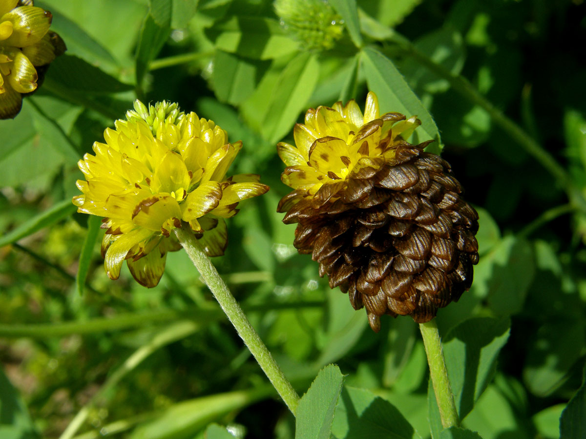 Jetel hnědý (Trifolium badium L.)