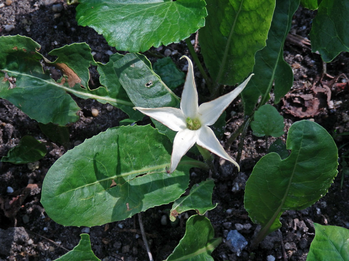 Jaborosa integrifolia Lam.