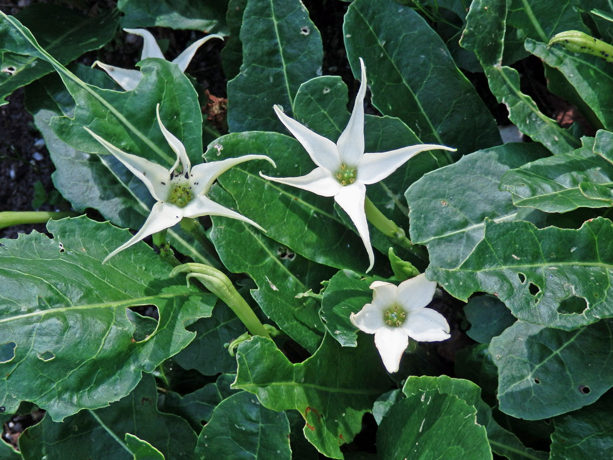 Jaborosa integrifolia Lam.