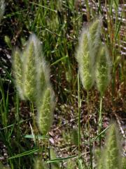 Vousec středomořský (Polypogon monspeliensis (L.) Desf.)