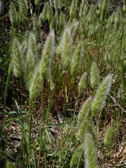 Vousec středomořský (Polypogon monspeliensis (L.) Desf.)