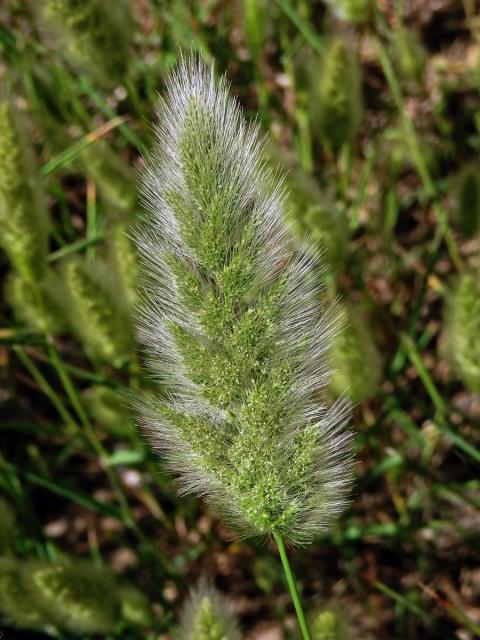 Vousec středomořský (Polypogon monspeliensis (L.) Desf.)