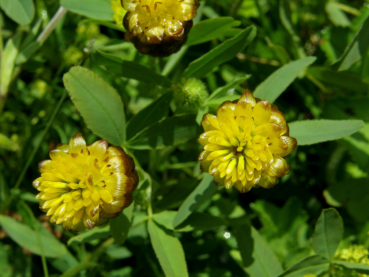 Jetel hnědý (Trifolium badium L.)