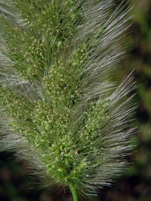 Vousec středomořský (Polypogon monspeliensis (L.) Desf.)