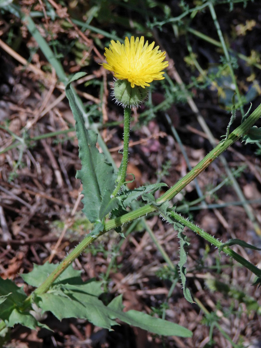 Klepucha (Urospermum picroides (L.) Scop. ex F. W. Schmidt