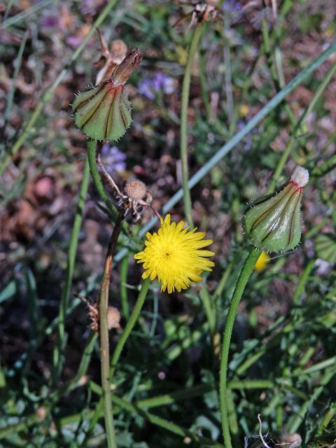 Klepucha (Urospermum picroides (L.) Scop. ex F. W. Schmidt