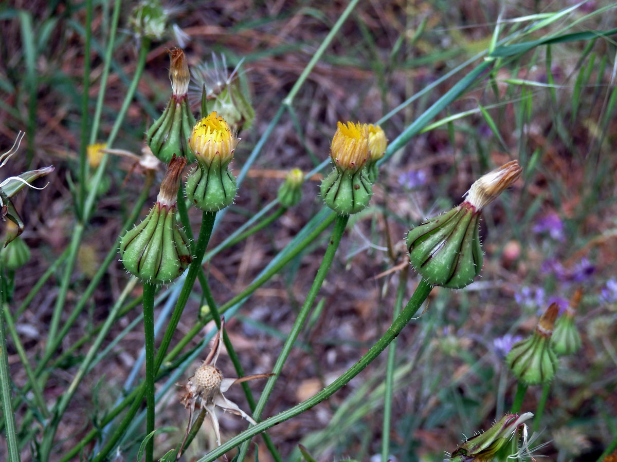 Klepucha (Urospermum picroides (L.) Scop. ex F. W. Schmidt