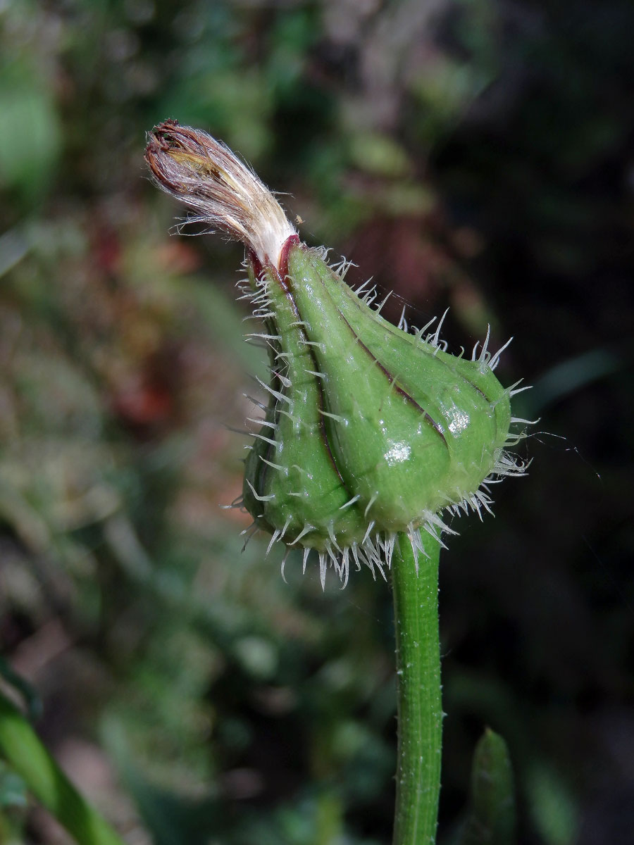 Klepucha (Urospermum picroides (L.) Scop. ex F. W. Schmidt