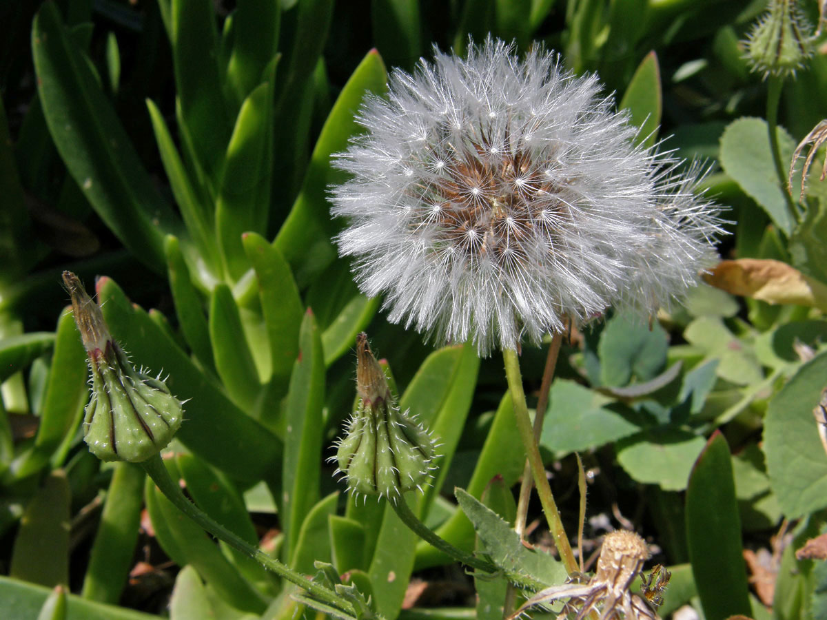 Klepucha (Urospermum picroides (L.) Scop. ex F. W. Schmidt