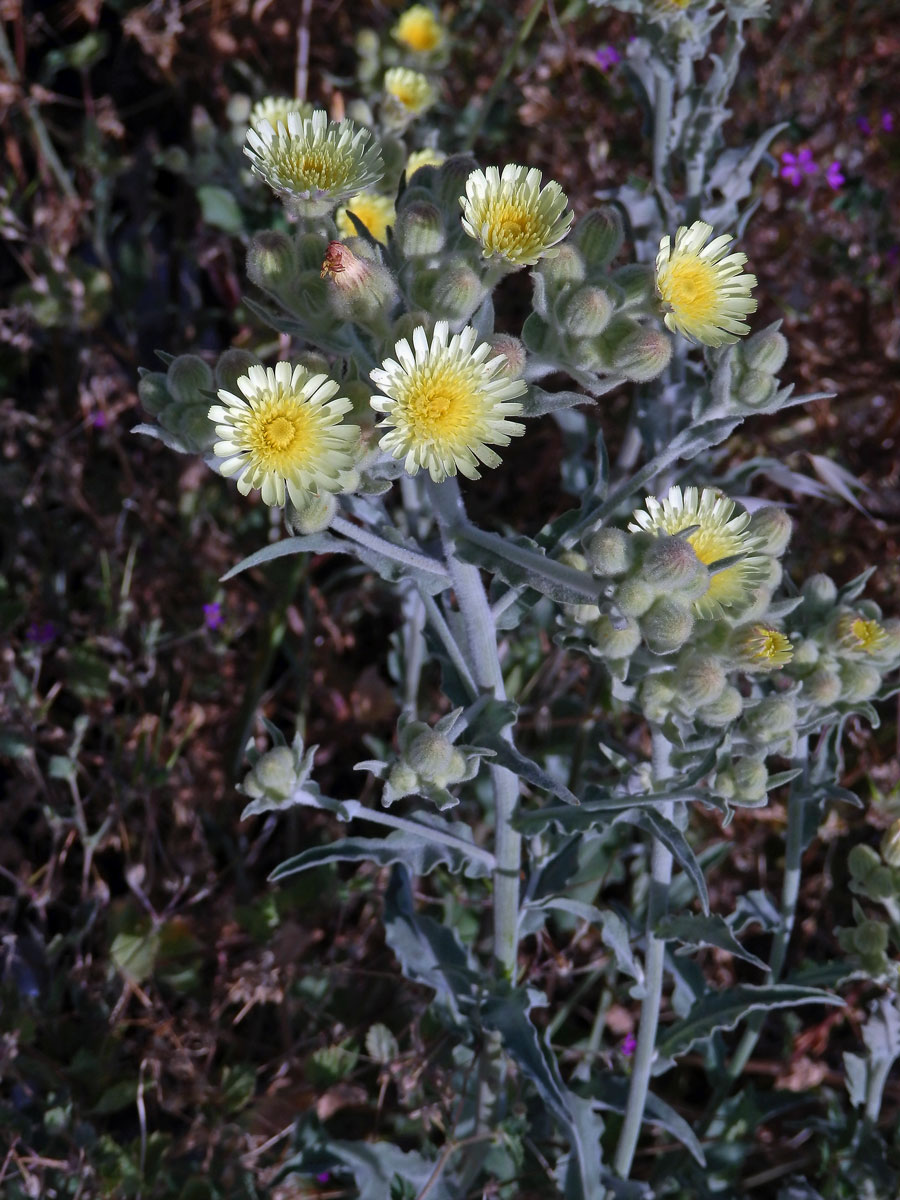 Andryala vlnatá (Andryala integrifolia L.)